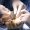 HEALING-HANDS